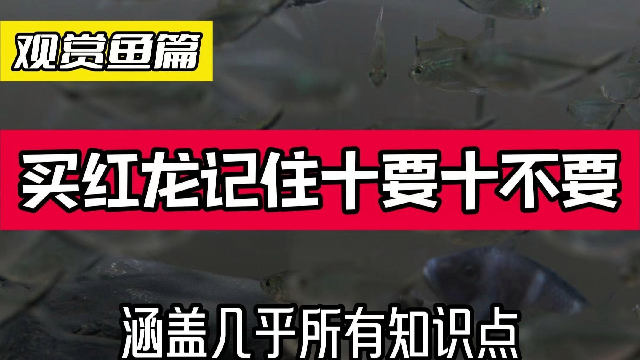 養紅龍記住這八要八不要!基本涵蓋所有龍魚所有知識點!，11年老魚商告訴你,怎么養才算把錢花在了刀刃上