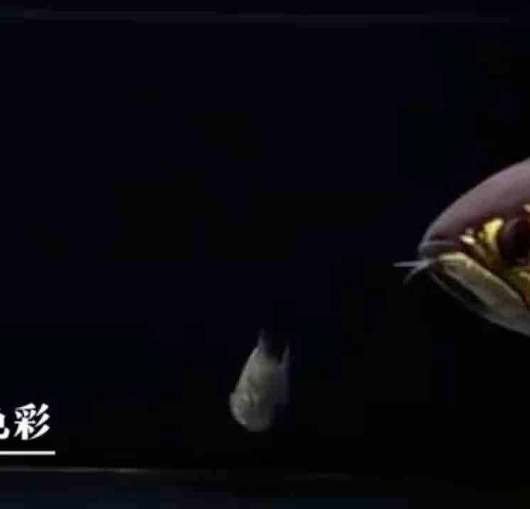 龍魚發色專用燈選擇要點和主流產品推薦龍魚發色燈，龍魚發色專用燈品牌及代表性代表性產品推薦
