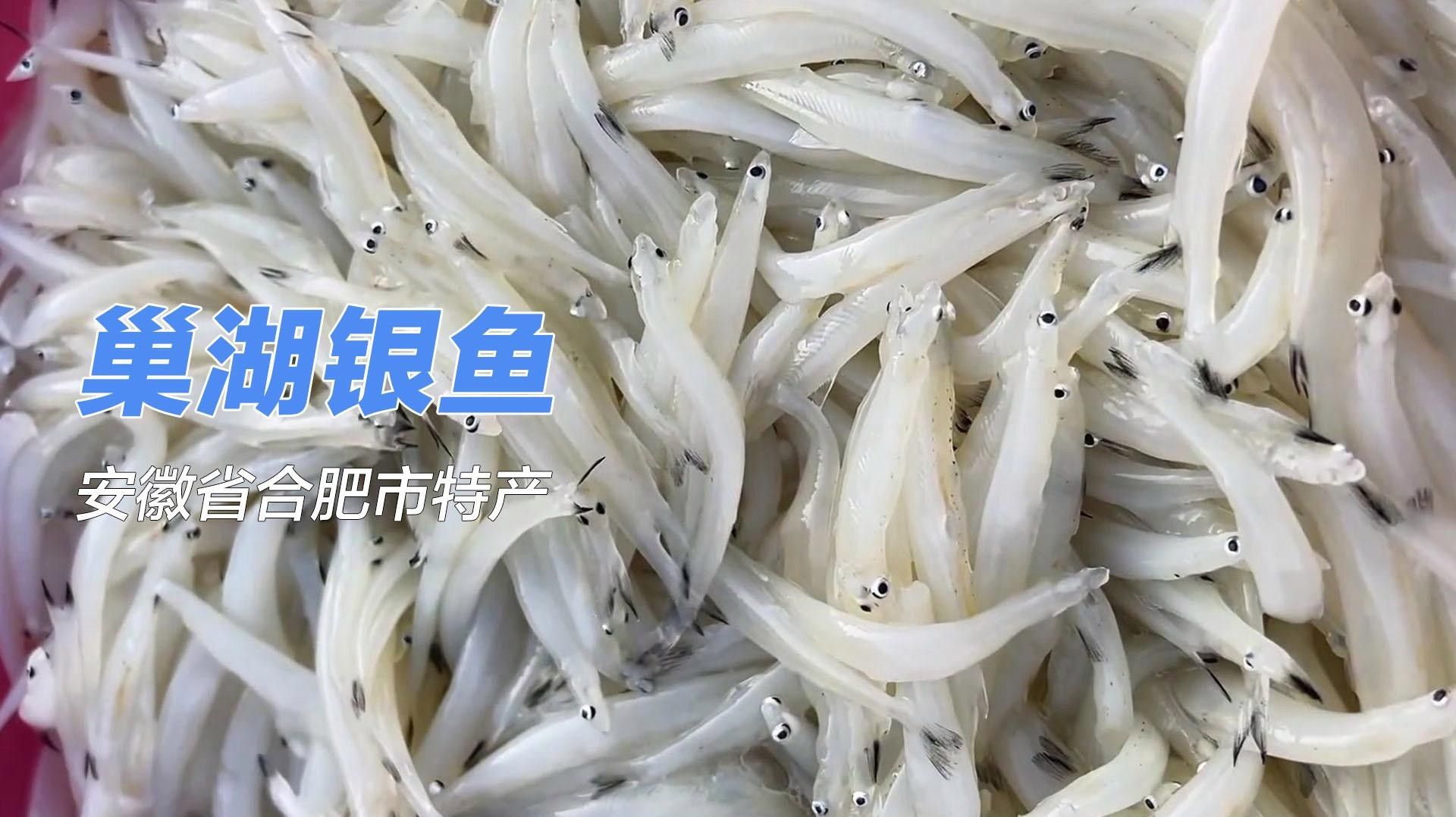 巢湖里的水晶精靈，舌尖上的銀白美味,千年漁獲的現代傳奇秒懂百科，巢湖中常見的幾種魚類 巢湖里的水晶精靈，舌尖上的銀白美味,千年漁獲的現代傳奇秒懂百科，巢湖中常見的幾種魚類 觀賞魚百科 第1張