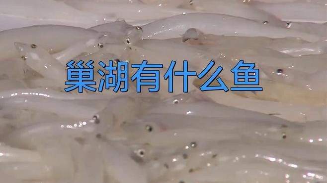 巢湖里的水晶精靈，舌尖上的銀白美味,千年漁獲的現代傳奇秒懂百科，巢湖中常見的幾種魚類 巢湖里的水晶精靈，舌尖上的銀白美味,千年漁獲的現代傳奇秒懂百科，巢湖中常見的幾種魚類 觀賞魚百科 第2張