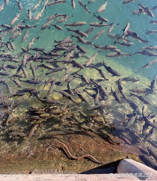 青海省班瑪縣瑪可河流域的“班瑪龍魚”是否指代某種魚類，班瑪龍魚是真正的龍魚嗎？