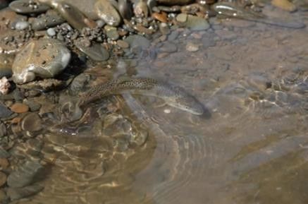 青海省班瑪縣瑪可河流域的“班瑪龍魚”是否指代某種魚類，班瑪龍魚是真正的龍魚嗎？