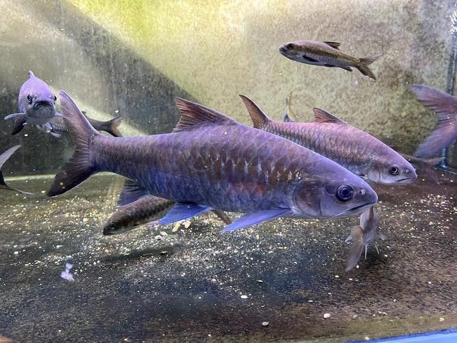 青海省班瑪縣瑪可河流域的“班瑪龍魚”是否指代某種魚類，班瑪龍魚是真正的龍魚嗎？