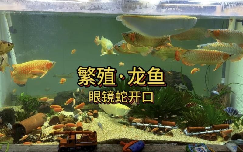 青海省班瑪縣瑪可河流域的“班瑪龍魚”是否指代某種魚類，班瑪龍魚是真正的龍魚嗎？
