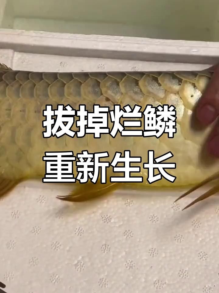 金龍魚的簡單處理方法有哪些？，漳州金龍魚的簡單處理方法