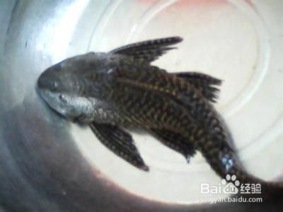 金龍魚的簡單處理方法有哪些？，漳州金龍魚的簡單處理方法