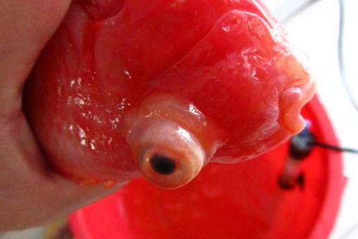 金龍魚的孵化需要注意以下幾點，金龍魚的孵化需要注意，金龍魚的孵化中需要注意以下幾點