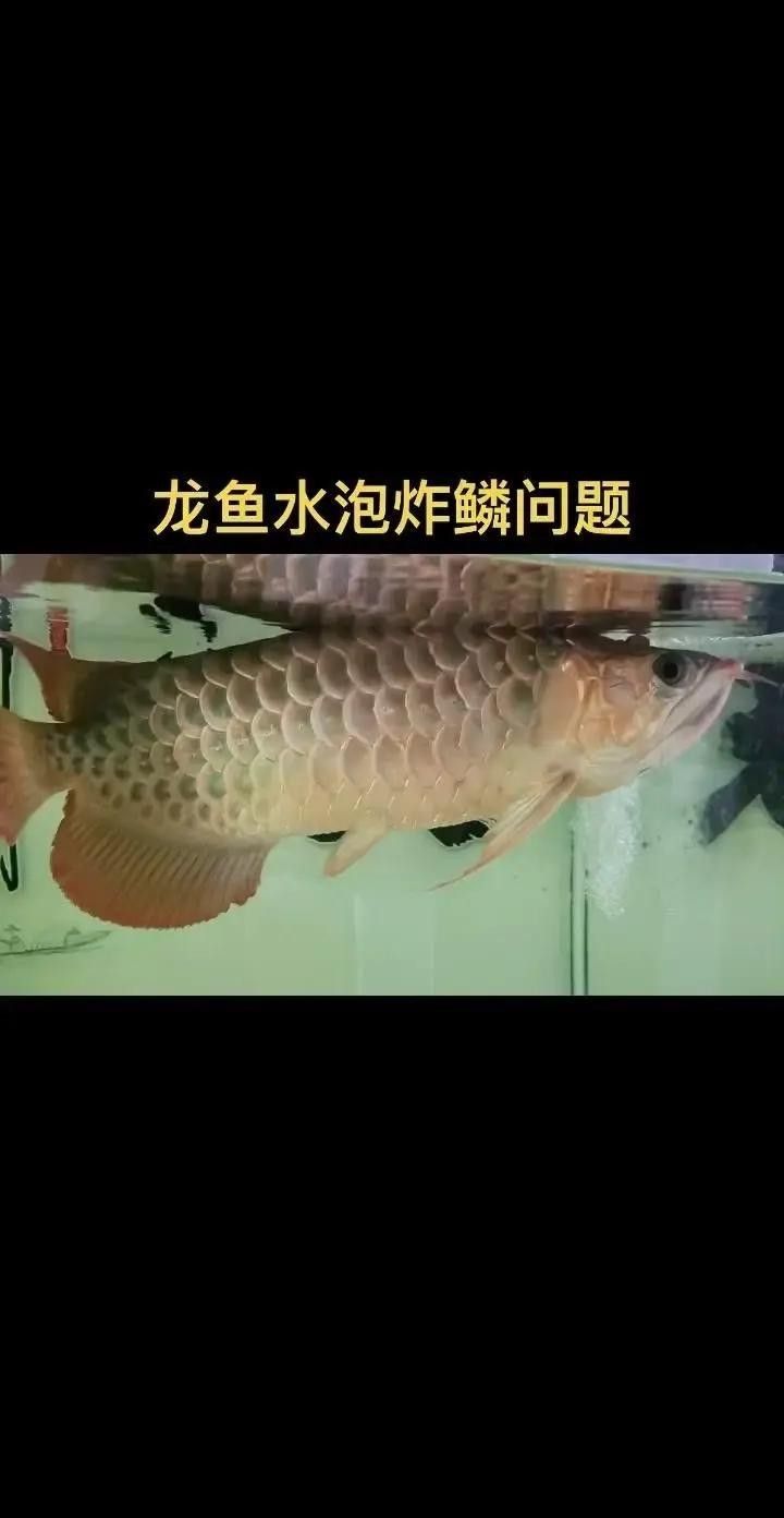 龍魚有點炸鱗用換水嗎龍魚炸鱗治療方法，金龍-抖音何有理～龍魚炸鱗用換水嗎