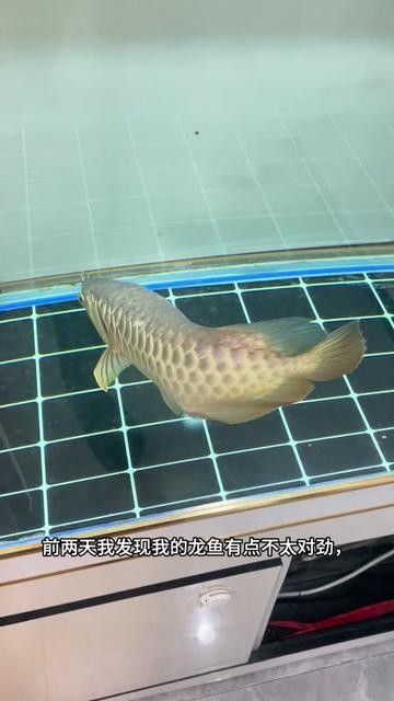 龍魚有點炸鱗用換水嗎龍魚炸鱗治療方法，金龍-抖音何有理～龍魚炸鱗用換水嗎