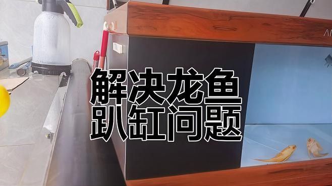 龍魚一會趴缸一會游暴缸是寄生蟲感染嗎，九州追夢旅行家龍魚一會趴缸一會游暴缸怎么解決