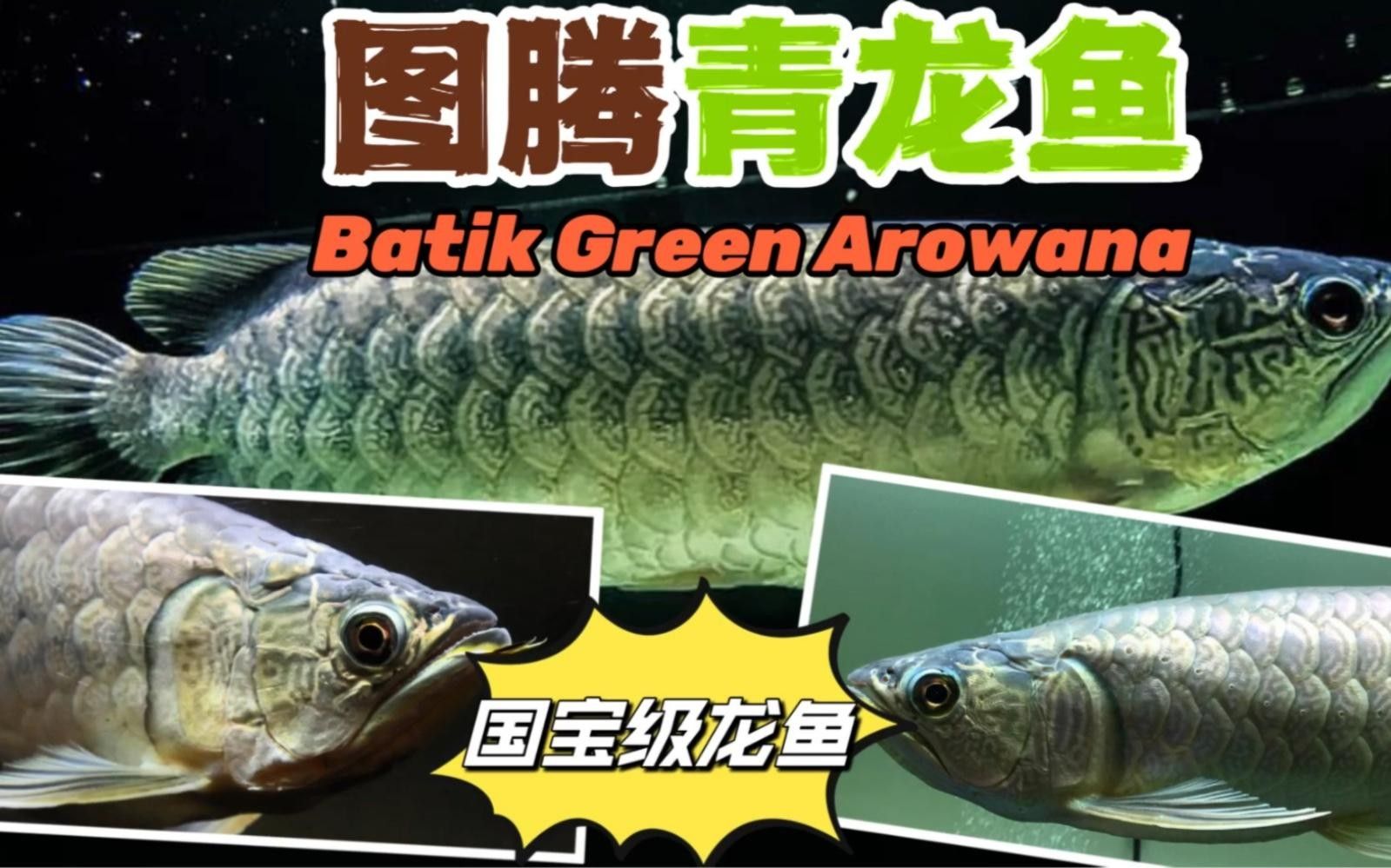 巴都村基層動態11.13卓尼龍魚品種嗶哩嗶哩展開，卓尼龍魚的養殖技術有哪些？
