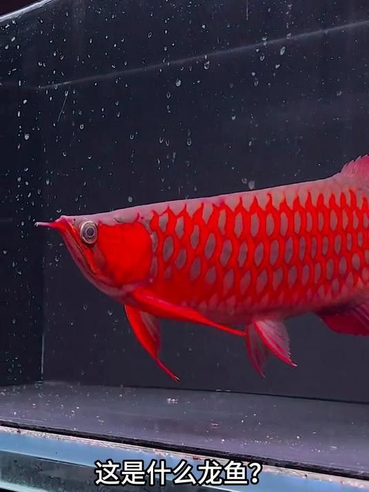 巴都村基層動態11.13卓尼龍魚品種嗶哩嗶哩展開，卓尼龍魚的養殖技術有哪些？