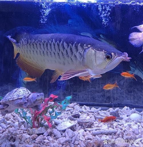 合山金龍魚，合山金龍魚的市場需求如何，合山金龍魚的價格是多少