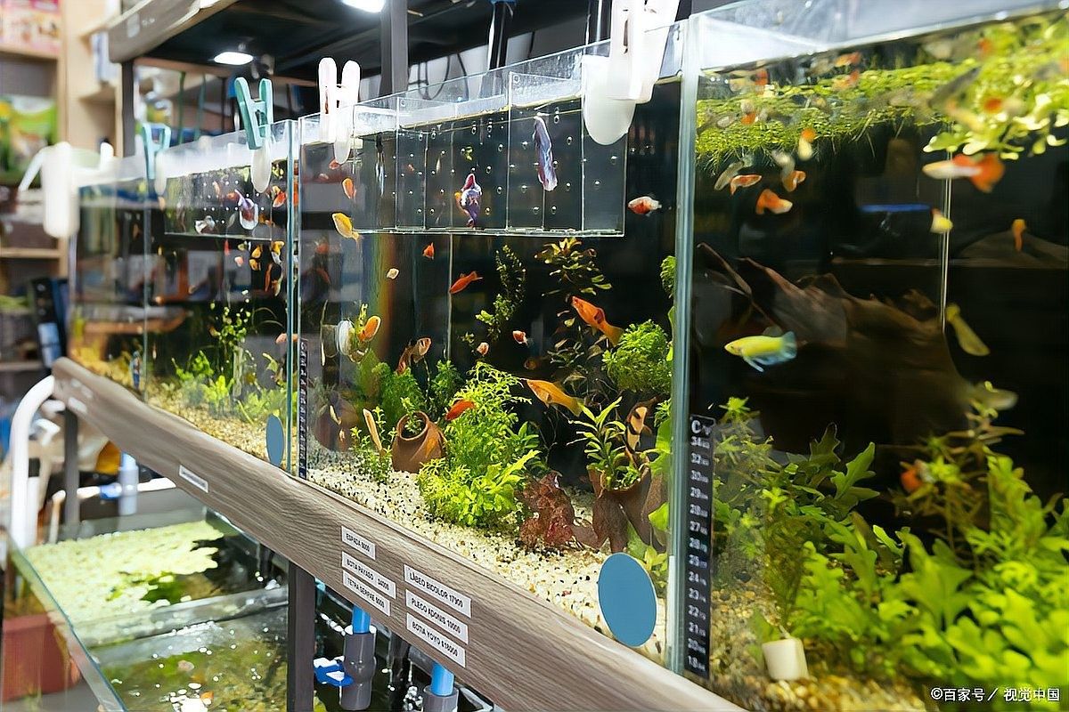 魚缸里出現(xiàn)白色絮狀物是什么本地叨客聽魚缸濾材多久更換一次，寵寵生物志,魚缸里飄白色絮狀物別慌,3個(gè)原因+4步解決,2天恢復(fù)清澈