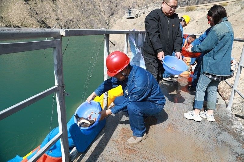 肅南:2萬余尾裸鯉魚苗躍入黑河，甘肅省張掖市肅南裕固族自治縣“肅南龍魚”品種或養(yǎng)殖項目 肅南:2萬余尾裸鯉魚苗躍入黑河，甘肅省張掖市肅南裕固族自治縣“肅南龍魚”品種或養(yǎng)殖項目 觀賞魚百科 第1張