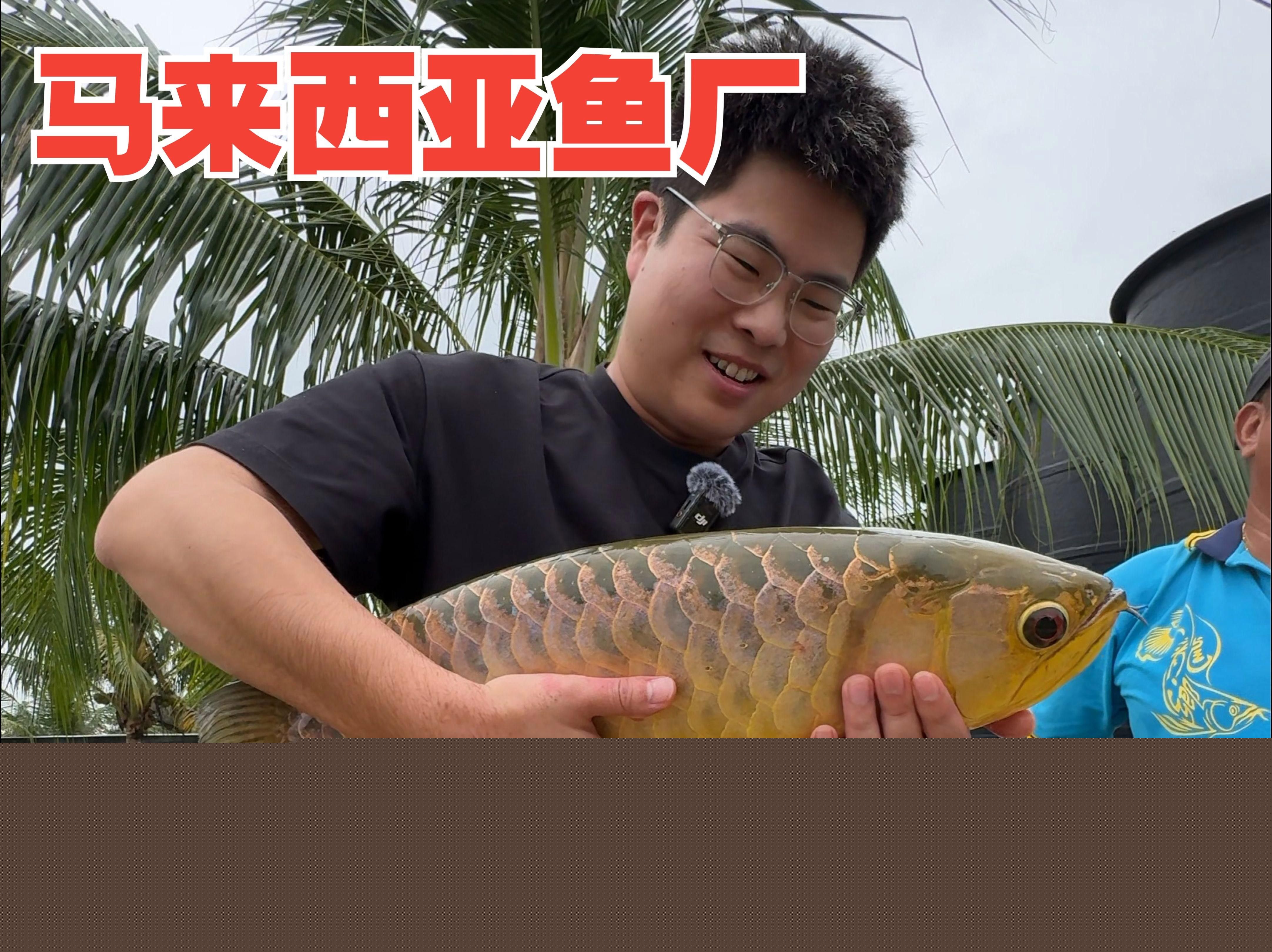 龍魚的生活習性與養護技巧，聽魚場老板揭秘龍魚價格內幕 龍魚的生活習性與養護技巧，聽魚場老板揭秘龍魚價格內幕 觀賞魚百科 第1張