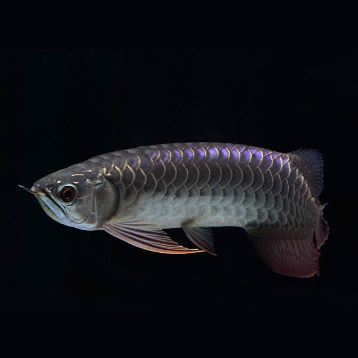 龍魚的生活習性與養護技巧，聽魚場老板揭秘龍魚價格內幕 龍魚的生活習性與養護技巧，聽魚場老板揭秘龍魚價格內幕 觀賞魚百科 第7張