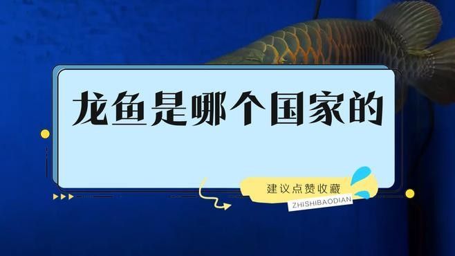 龍魚的生活習性與養護技巧，聽魚場老板揭秘龍魚價格內幕 龍魚的生活習性與養護技巧，聽魚場老板揭秘龍魚價格內幕 觀賞魚百科 第2張