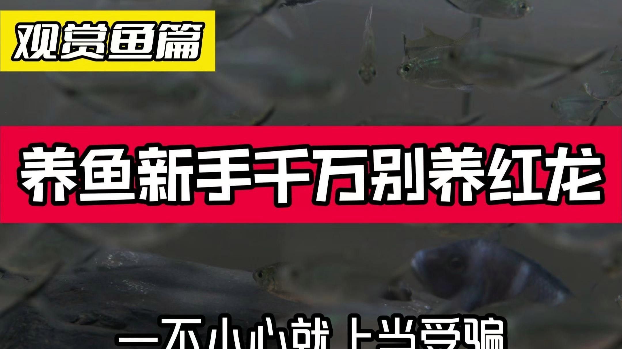 廣水紅龍魚的價(jià)格是多少？，全網(wǎng)最詳細(xì)的養(yǎng)紅龍教程，耐心看完一定會(huì)有收獲