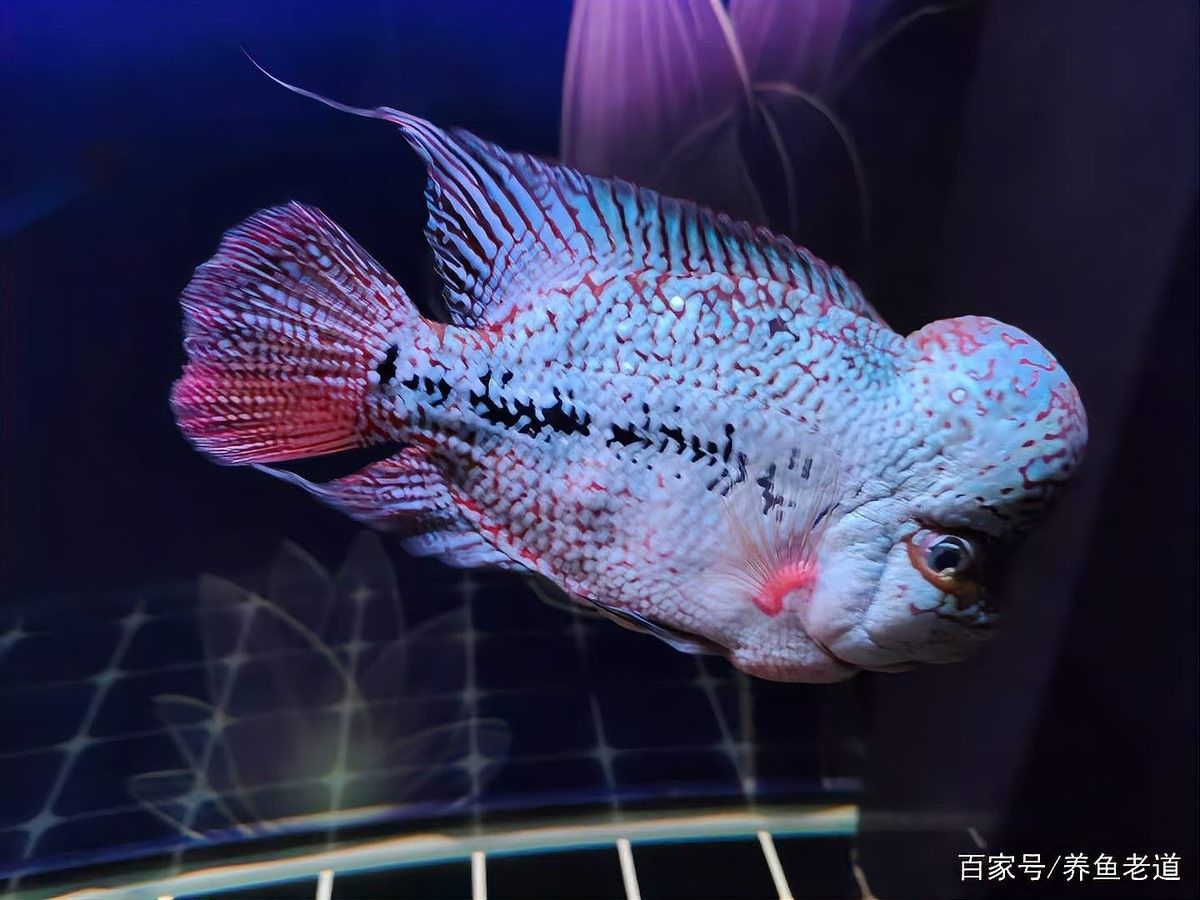 魚缸撞歪了，最簡(jiǎn)單有效的恢復(fù)方法包括：檢查魚缸是否穩(wěn)固，魚缸撞歪了最簡(jiǎn)單有效的恢復(fù)方法 魚缸撞歪了，最簡(jiǎn)單有效的恢復(fù)方法包括：檢查魚缸是否穩(wěn)固，魚缸撞歪了最簡(jiǎn)單有效的恢復(fù)方法 觀賞魚百科 第4張