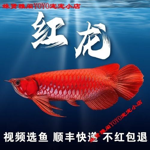 小店龍魚并非獨(dú)立的品牌名稱，小店龍魚是否為“雜牌”，北京小店龍魚