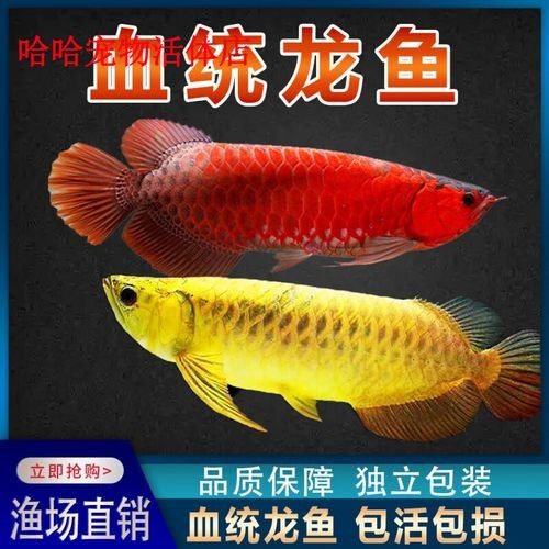 <strong><mark>小店</mark></strong>龍魚(yú)并非獨(dú)立的品牌名稱，<strong><mark>小店</mark></strong>龍魚(yú)是否為“雜牌”，北京<strong><mark>小店</mark></strong>龍魚(yú)