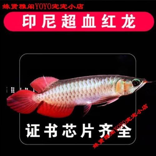 小店龍魚并非獨(dú)立的品牌名稱，小店龍魚是否為“雜牌”，北京小店龍魚