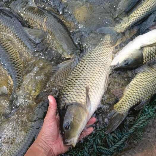 隰縣龍魚的市場價格，隰縣龍魚價格