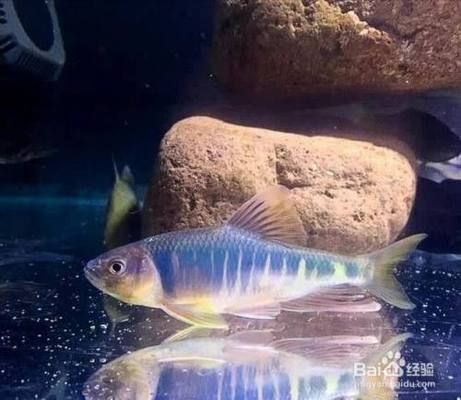 龍魚(yú)掉眼的原因和治療方法，關(guān)于龍魚(yú)掉眼的問(wèn)題