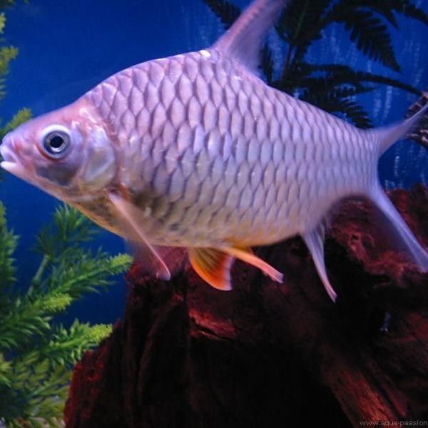 檸檬鯽的種類有哪些？，檸檬鯽是什么魚？