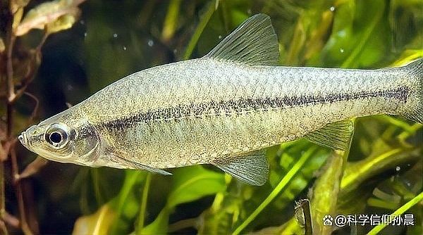 麥肯斯銀版魚的飼養管理與疾病預防全攻略百度貼吧聽，麥肯斯銀版魚病的發病原因以及防治措施
