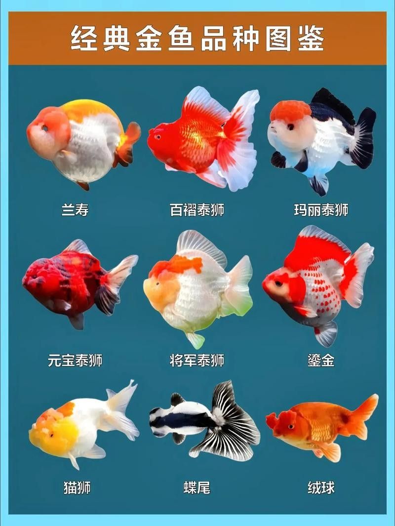 如皋金魚的養殖技術有哪些，如皋金魚養殖的歷史是怎樣的，如皋金魚養殖技術有哪些
