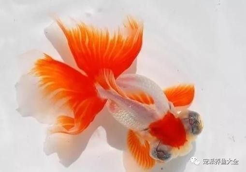 <strong><mark>如皋</mark></strong>金魚的養殖技術有哪些，<strong><mark>如皋</mark></strong>金魚養殖的歷史是怎樣的，<strong><mark>如皋</mark></strong>金魚養殖技術有哪些