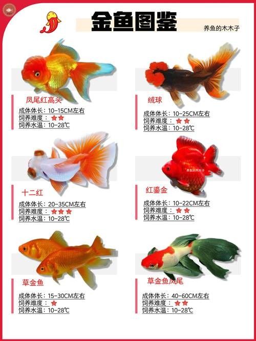 如皋金魚的養殖技術有哪些，如皋金魚養殖的歷史是怎樣的，如皋金魚養殖技術有哪些