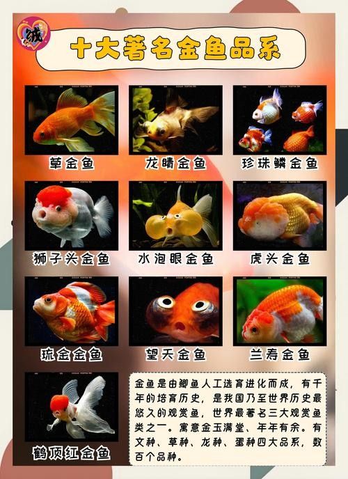 如皋金魚的養殖技術有哪些，如皋金魚養殖的歷史是怎樣的，如皋金魚養殖技術有哪些