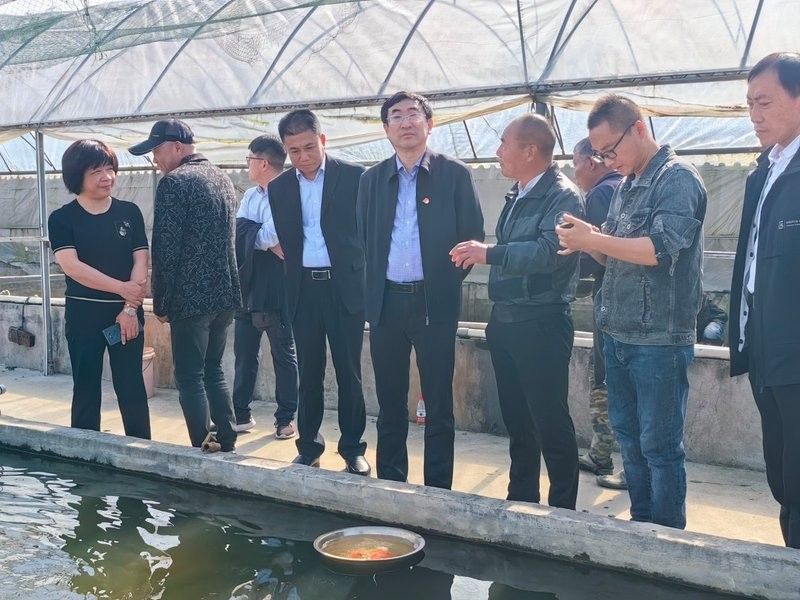 如皋金魚的養殖技術有哪些，如皋金魚養殖的歷史是怎樣的，如皋金魚養殖技術有哪些