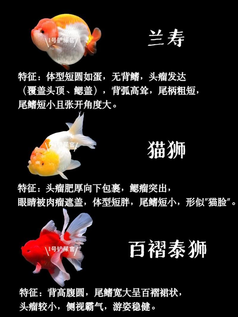 如皋金魚的養殖技術有哪些，如皋金魚養殖的歷史是怎樣的，如皋金魚養殖技術有哪些