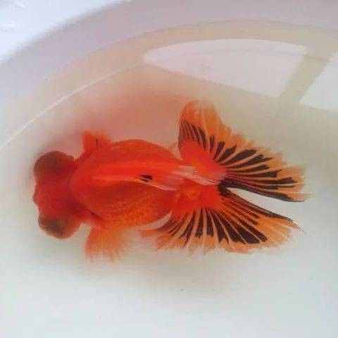 龍魚鰓蓋潰爛有哪些治療方法，如何治療龍魚鰓蓋潰爛？ 龍魚鰓蓋潰爛有哪些治療方法，如何治療龍魚鰓蓋潰爛？ 龍魚百科 第2張