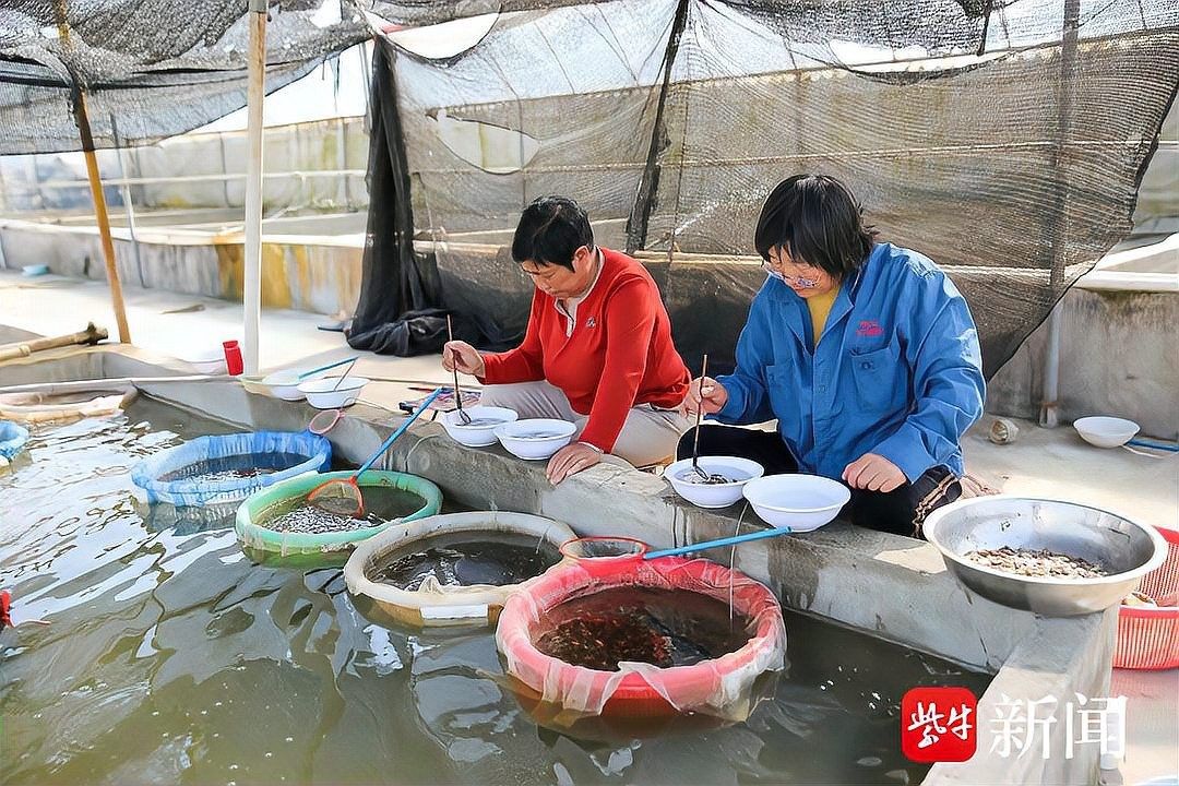 如皋金魚的養殖技術有哪些，如皋金魚養殖的歷史是怎樣的，如皋金魚養殖技術有哪些