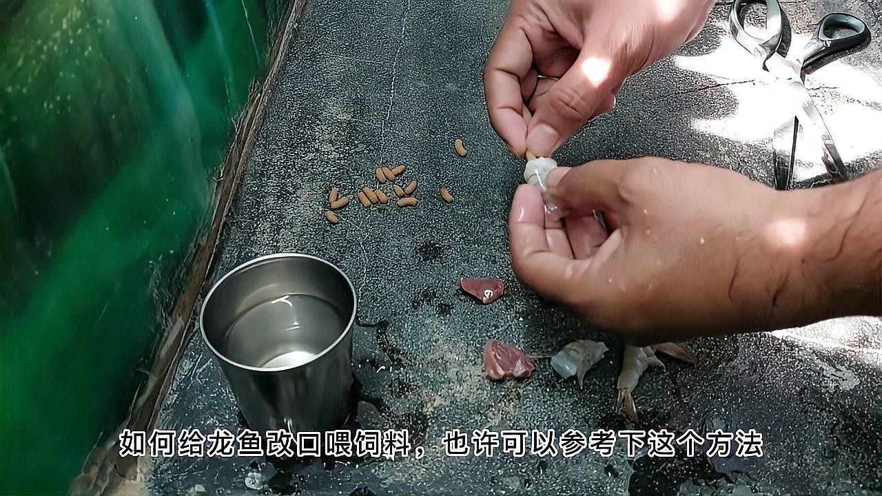 龍魚不吃顆粒飼料的解決方案，龍魚不吃顆粒飼料教你如何成功改口全民小視頻 龍魚不吃顆粒飼料的解決方案，龍魚不吃顆粒飼料教你如何成功改口全民小視頻 觀賞魚百科 第2張