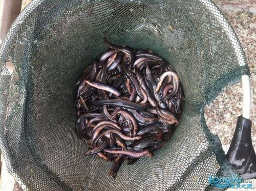 龍魚吃活泥鰍的利與弊，微信公眾平臺龍魚吃活泥鰍給龍魚別這樣做養龍大神是這樣處理的