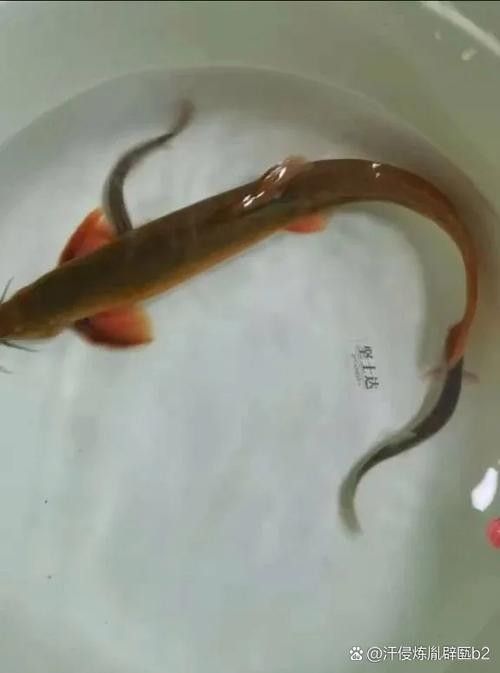 龍魚吃活泥鰍的利與弊，微信公眾平臺龍魚吃活泥鰍給龍魚別這樣做養龍大神是這樣處理的
