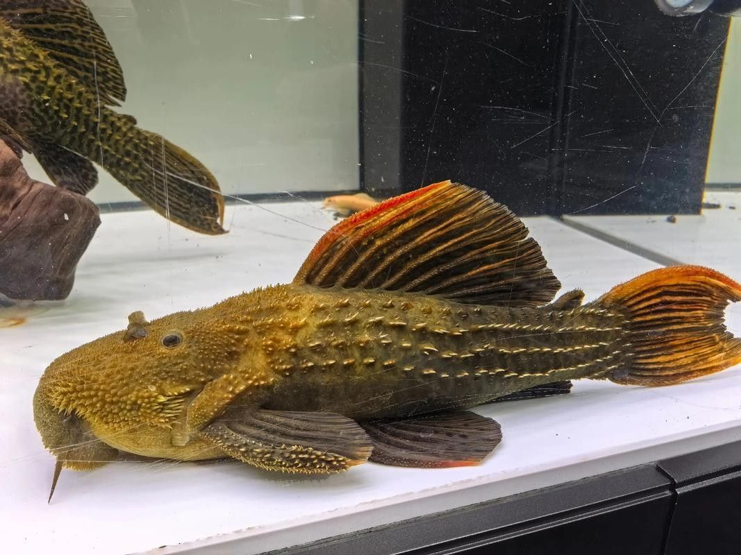 盤點公認十大最好看異形魚嗶哩嗶哩嗶哩嗶哩嗶哩嗶哩嗶哩嗶哩嗶哩，十大最好看異形魚嗶哩嗶哩嗶哩嗶哩嗶哩嗶哩常見異形魚品種大揭秘 盤點公認十大最好看異形魚嗶哩嗶哩嗶哩嗶哩嗶哩嗶哩嗶哩嗶哩嗶哩，十大最好看異形魚嗶哩嗶哩嗶哩嗶哩嗶哩嗶哩常見異形魚品種大揭秘 觀賞魚百科 第3張