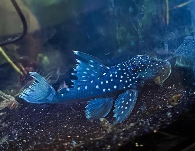 盤點公認十大最好看異形魚嗶哩嗶哩嗶哩嗶哩嗶哩嗶哩嗶哩嗶哩嗶哩，十大最好看異形魚嗶哩嗶哩嗶哩嗶哩嗶哩嗶哩常見異形魚品種大揭秘 盤點公認十大最好看異形魚嗶哩嗶哩嗶哩嗶哩嗶哩嗶哩嗶哩嗶哩嗶哩，十大最好看異形魚嗶哩嗶哩嗶哩嗶哩嗶哩嗶哩常見異形魚品種大揭秘 觀賞魚百科 第4張