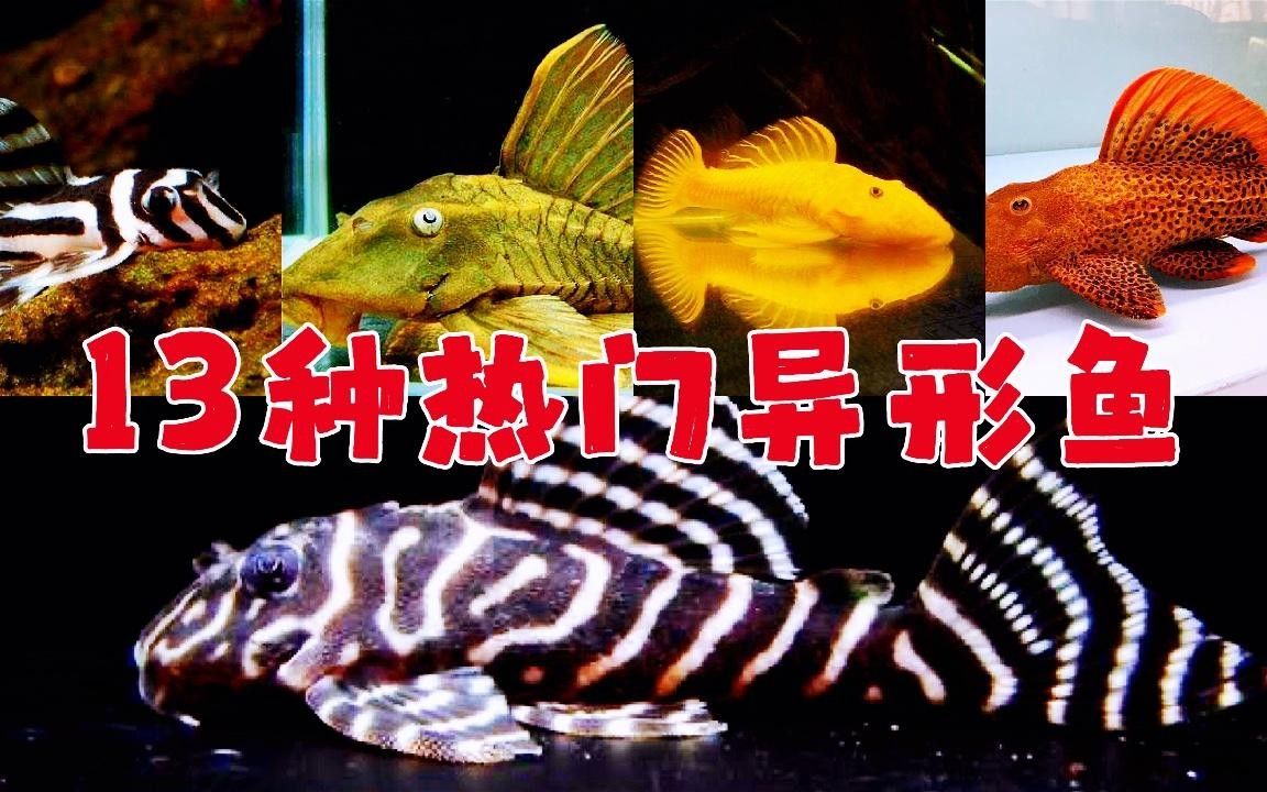 盤點公認十大最好看異形魚嗶哩嗶哩嗶哩嗶哩嗶哩嗶哩嗶哩嗶哩嗶哩，十大最好看異形魚嗶哩嗶哩嗶哩嗶哩嗶哩嗶哩常見異形魚品種大揭秘 盤點公認十大最好看異形魚嗶哩嗶哩嗶哩嗶哩嗶哩嗶哩嗶哩嗶哩嗶哩，十大最好看異形魚嗶哩嗶哩嗶哩嗶哩嗶哩嗶哩常見異形魚品種大揭秘 觀賞魚百科 第8張