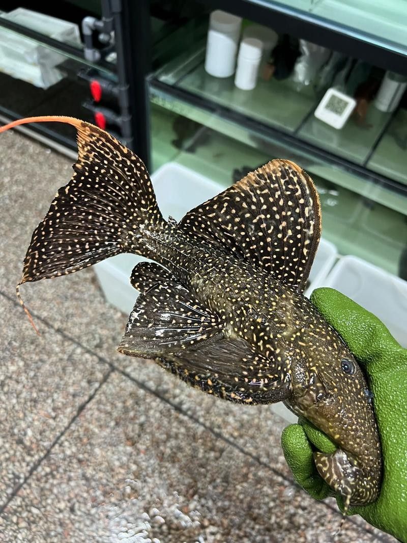 盤點公認十大最好看異形魚嗶哩嗶哩嗶哩嗶哩嗶哩嗶哩嗶哩嗶哩嗶哩，十大最好看異形魚嗶哩嗶哩嗶哩嗶哩嗶哩嗶哩常見異形魚品種大揭秘 盤點公認十大最好看異形魚嗶哩嗶哩嗶哩嗶哩嗶哩嗶哩嗶哩嗶哩嗶哩，十大最好看異形魚嗶哩嗶哩嗶哩嗶哩嗶哩嗶哩常見異形魚品種大揭秘 觀賞魚百科 第6張