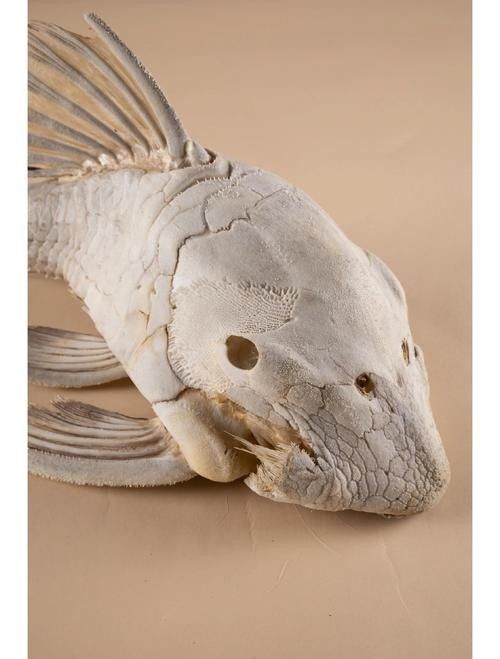 盤點公認十大最好看異形魚嗶哩嗶哩嗶哩嗶哩嗶哩嗶哩嗶哩嗶哩嗶哩，十大最好看異形魚嗶哩嗶哩嗶哩嗶哩嗶哩嗶哩常見異形魚品種大揭秘 盤點公認十大最好看異形魚嗶哩嗶哩嗶哩嗶哩嗶哩嗶哩嗶哩嗶哩嗶哩，十大最好看異形魚嗶哩嗶哩嗶哩嗶哩嗶哩嗶哩常見異形魚品種大揭秘 觀賞魚百科 第1張
