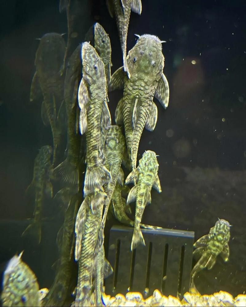 盤點公認十大最好看異形魚嗶哩嗶哩嗶哩嗶哩嗶哩嗶哩嗶哩嗶哩嗶哩，十大最好看異形魚嗶哩嗶哩嗶哩嗶哩嗶哩嗶哩常見異形魚品種大揭秘 盤點公認十大最好看異形魚嗶哩嗶哩嗶哩嗶哩嗶哩嗶哩嗶哩嗶哩嗶哩，十大最好看異形魚嗶哩嗶哩嗶哩嗶哩嗶哩嗶哩常見異形魚品種大揭秘 觀賞魚百科 第2張