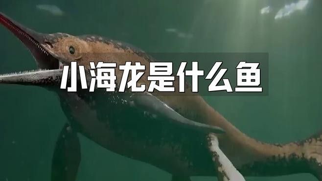 小海龍魚是什么魚，養熱帶魚藍星紅海龍的分享水族jqneil小斗在家做海龍魚