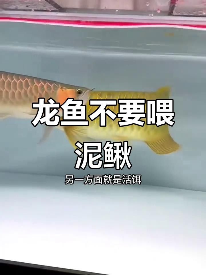 龍魚可以吃泥鰍嗎，小龍魚可以吃泥鰍嗎